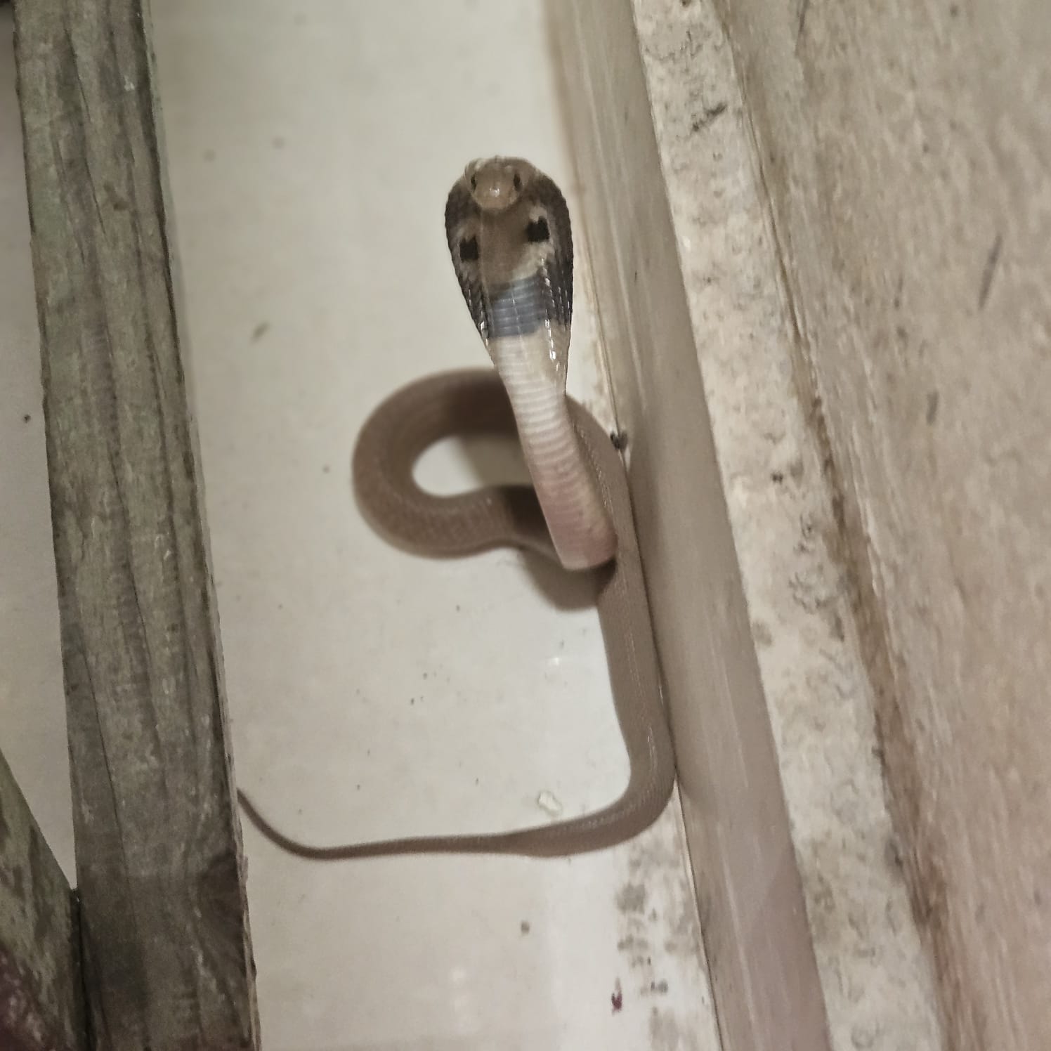 Snake Rescue Jaipur Helpline