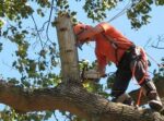 Albany Tree Service