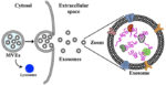 exosomes