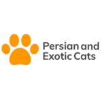 cfa registered exotic kittens springfield mi