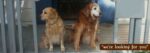 Dog Boarding Wag Montavilla